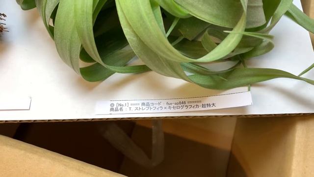 2019/2/19発送 Tillandsia Streptophylla × Xerographica / Zacapanensis＠フラワーショップ江口 смотреть онлайн