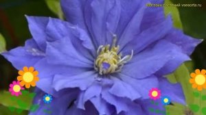 Клематис гибридный Коперникус. Краткий обзор, описание характеристик clematis Copernicus