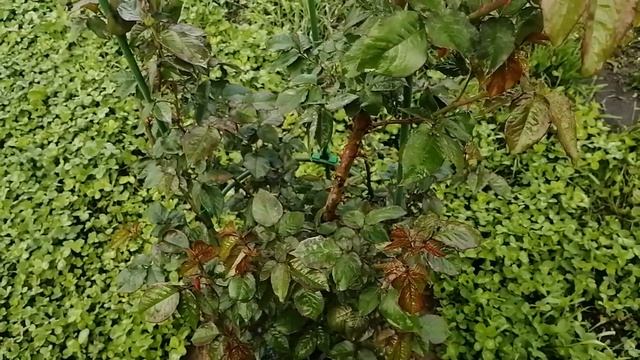 Хлороз на розах. Первая помощь, причины. Обзор роз осенней посадки. смотреть онлайн