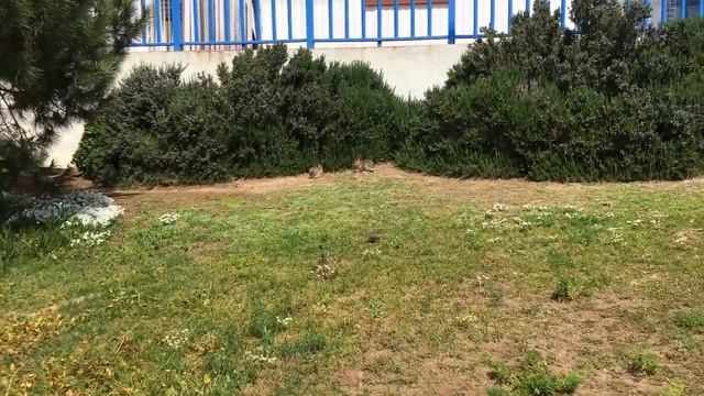 Разбудили Эмили! Дорога домой. смотреть онлайн