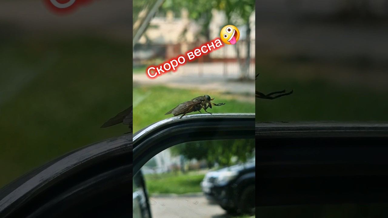 26 дней!!! Объявляю обратный отсчёт  #жизньвовремяпутешествий #веснавгороде#веснаНеЗаГорами