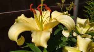 Лилия Шайн Он (Shine On) От-гибрид.