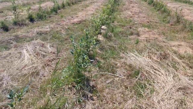 Моя миниплантация голубики. Июль 2021г. смотреть онлайн