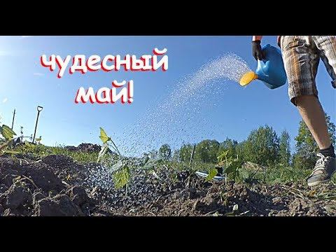 КАК ПОСАДИТЬ В ГЛИНУ? САЖАЕМ ЗКС В АСФАЛЬТ. КУПОН ВНУТРИ, СКИДКИ -30% НА УСАД.РФ