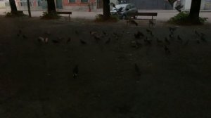 Звуки голубей в городе, воркование и взмахи крыльев при взлете