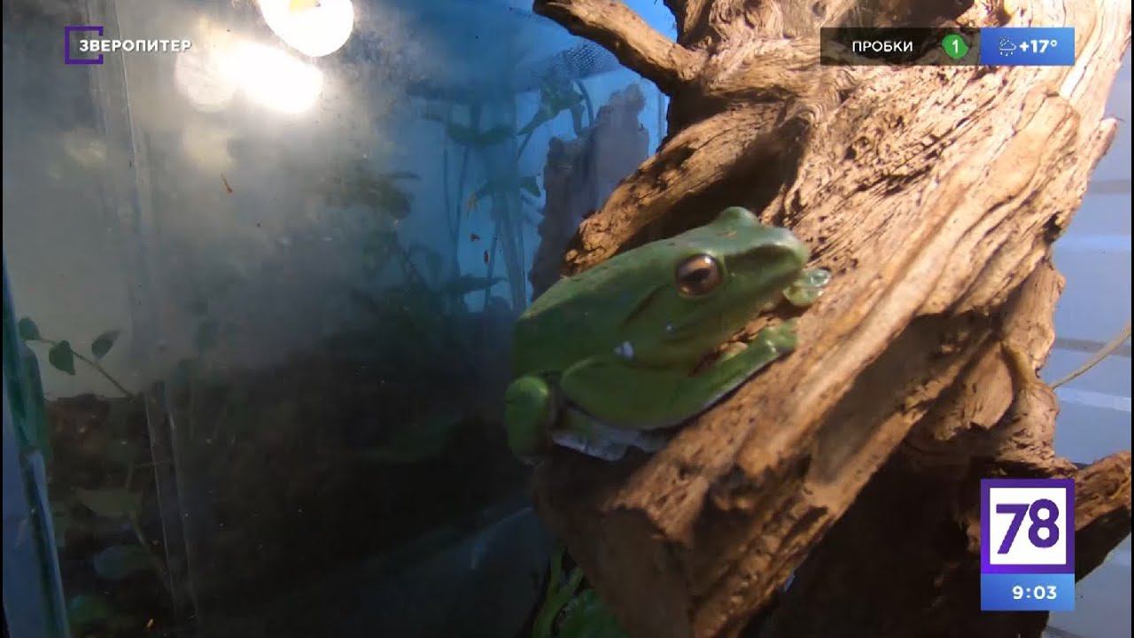 Лягушка занятие для малышей. Упражнение лягушка артикуляционная гимнастика. Программа лягушка. Рисование в паскале. Поделка лягушка попрыгушка.