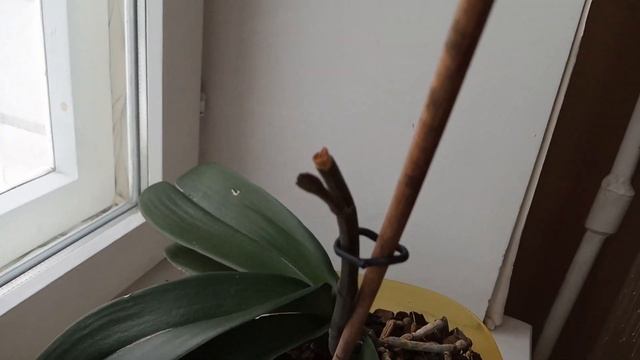 Обзор Цветущих орхидеек на окошке. Победа - дикий котик выдал новый корешок и листик. смотреть онлайн