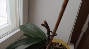 Обзор Цветущих орхидеек на окошке. Победа - дикий котик выдал новый корешок и листик.