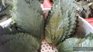 Заморозка крапивы и мяты на зиму кулинарный рецепт.