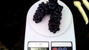 Виноград Маршал Фош. Самая большая гроздь 2021 года