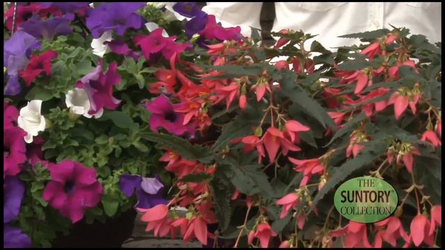 Allan Armitage On Great New Plants from Suntory