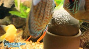 Разведение дискусов с помощью оксидатора