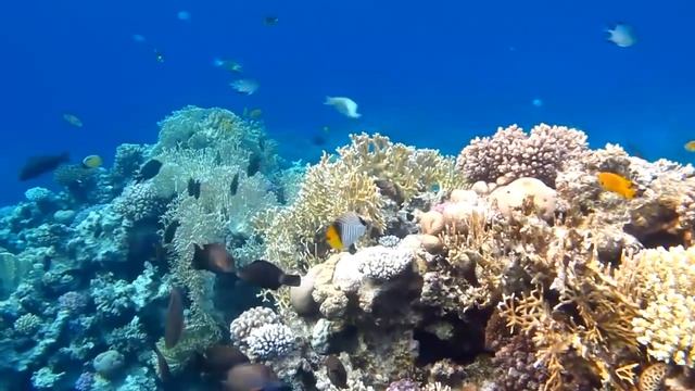 Egypt, Ras Nasrani 2015