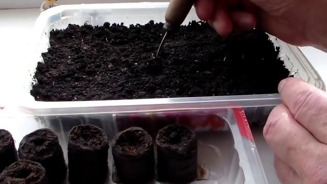 Петуния Пикирование сеянцев смотреть онлайн