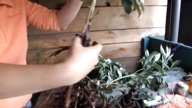 КАК ВЫКОПАТЬ, РАЗДЕЛИТЬ И ПОСАДИТЬ ПИОНЫ смотреть онлайн