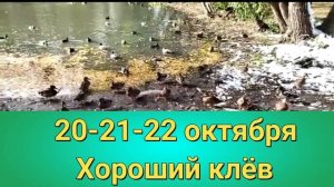 Прогноз клева рыбы на неделю с 17 по 23 Октября Календарь рыбака на Октябрь Прогноз клева
