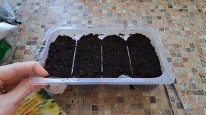 КАК СЕЯТЬ ПЕТУНЬЮ ? И почему в декабре? 2022год