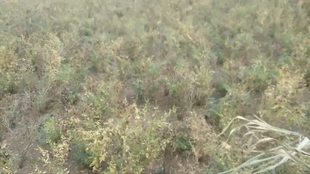 Нут дал два урожая за год. смотреть онлайн