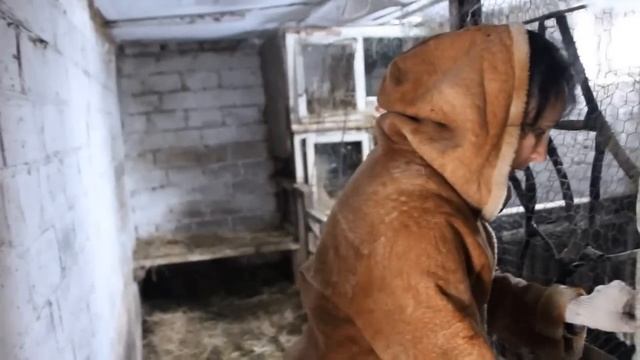 Содержание коз в зимний период.