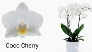 БЕЛЫЕ ОРХИДЕИ с НАЗВАНИЯМИ. ORCHIDS with names.