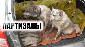 Айс и Белка охота с лайками ПРИШЛИ ГРЯЗНУЛИ ))))))