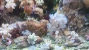 простой морской аквариум