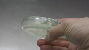 Подготовка семян огурцов к посеву на рассаду. Обеззараживание (протравливание) в Белизне