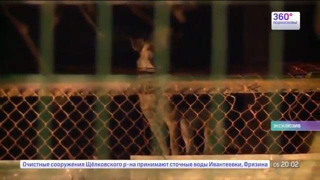 Собаки загрызли ребенка смотреть онлайн