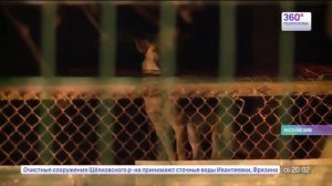 Собаки загрызли ребенка