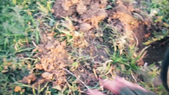 В ПОЛЕ КОПАЕМ СКИФОВ, РИМ ? ХОРОШО КОПАТЬ НЕ ЗАПРЕТИШЬ смотреть онлайн