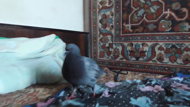 Человек говорит про птицу, голубь птица в комнате, в квартире смотреть онлайн