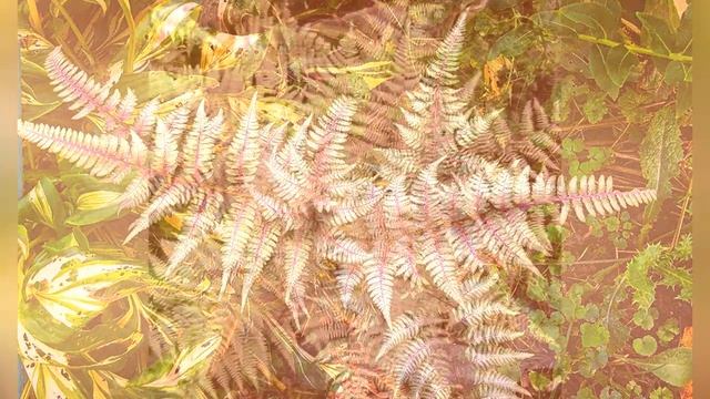 КОЧЕДЫЖНИК  (ATHYRIUM)  Папоротник  подсем. Кочедыжниковые