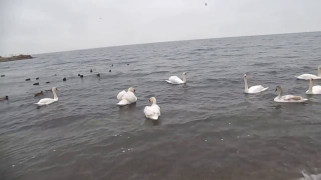 Анапа Высокий берег Лебеди Море Приглашают в Океанариум смотреть онлайн