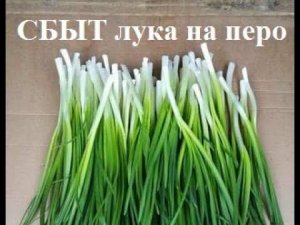 Куда и как продать лук на перо. Сбыт лука на перо. Все о сбыте лука на перо!!!