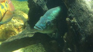 Рыба волк в Акванариуме
