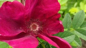 Роза Strandperle Norderney (Тантау). Первый цветок?