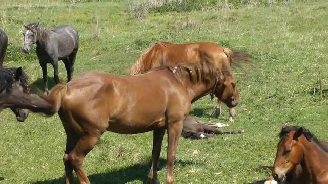 Лошади. Алтайский край.Тест видеокамеры Panasonic TM900 смотреть онлайн