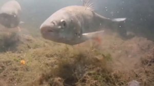 Голавль - что за рыба и как ее ловить