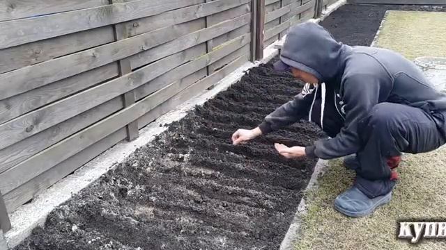 23. Морковь и Свекла. Эксперимент с сортами, посев семян. 29 марта. смотреть онлайн