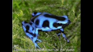 Топ 10 самых ядовитых животных в мире