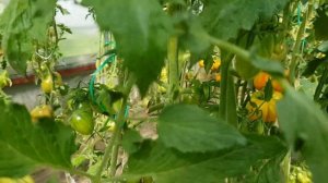 Томат Счастливый тигр 2022 = моя любимая конфетка