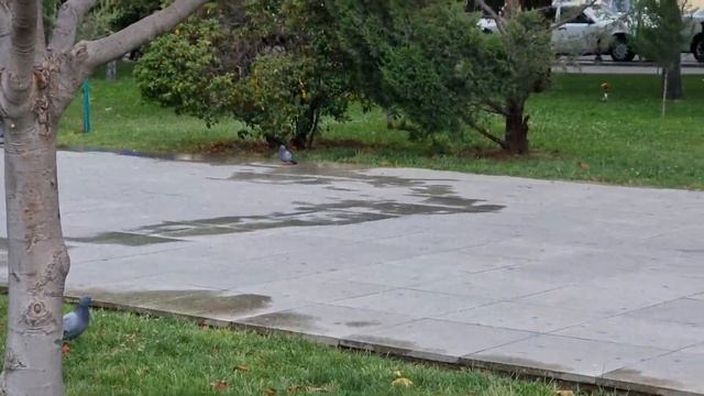 летнее цветение магнолии в Баку