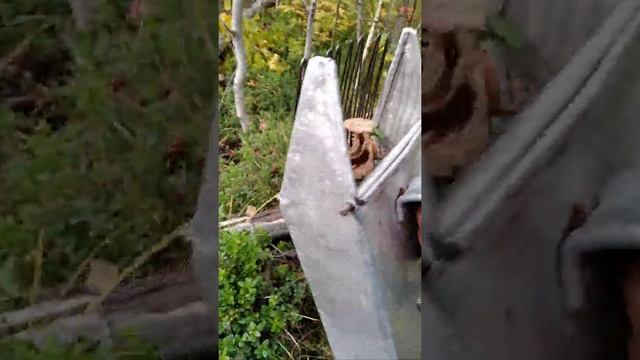 Сбор брусники комбайном ( плодосборником) .