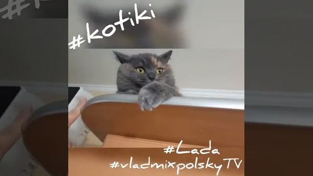 Кошки - мышки под потолком. )) Лайкни, не жадничай )) смотреть онлайн