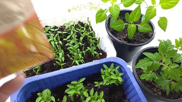 Срочно В ФЕВРАЛЕ. ПОЛИВАЮ ЭТИМ всю рассаду. Рассада Никогда не ЗАБОЛЕЕТ смотреть онлайн