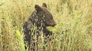 Медведь. Молодой медведь лакомился на поле