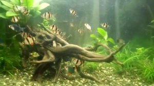 Барбус Сумматранский и Мутант (Мшистый) мой аквариум