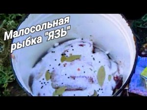 Засолка рыбы дедовским способом! Простой и надёжный рецепт- _Малосольный язь_ !!!