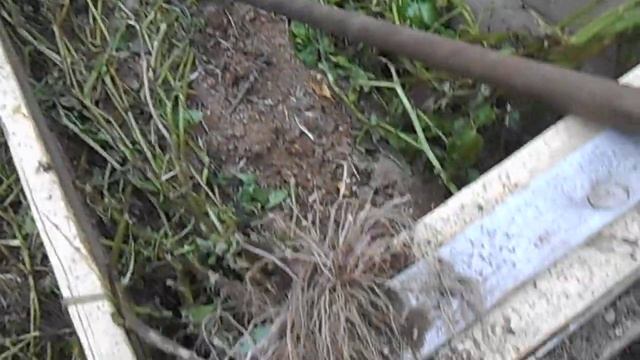 Сравниваем картофель Голубой дунай и Финская смотреть онлайн