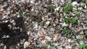 Подняли кошелек античных монет Пантикапея! И много интересного!!(КОП КРЫМ2024)